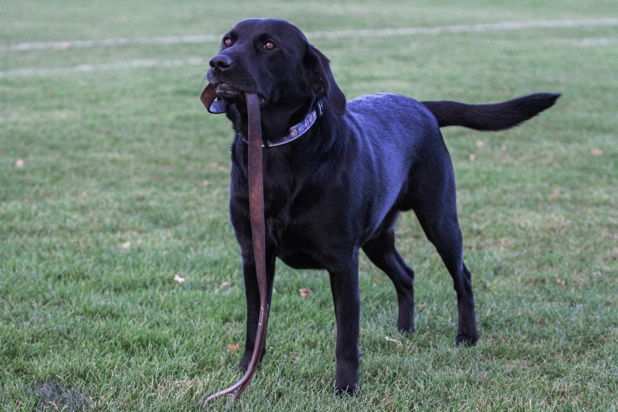 Hector Salt  - Around-the-Hill -  Winchmore Hill Football Club